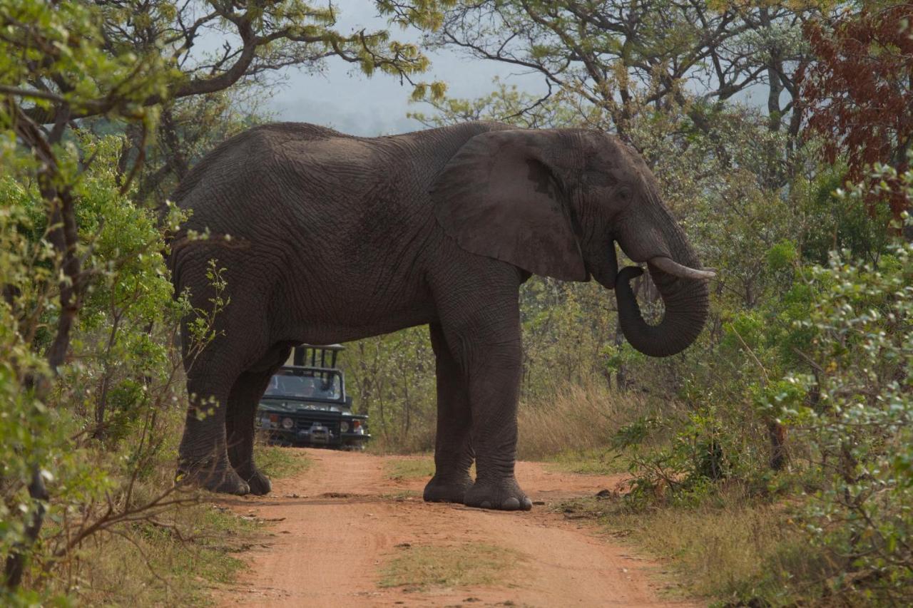 Inzalo Safari Lodge Réserve animalière Welgevonden Extérieur photo