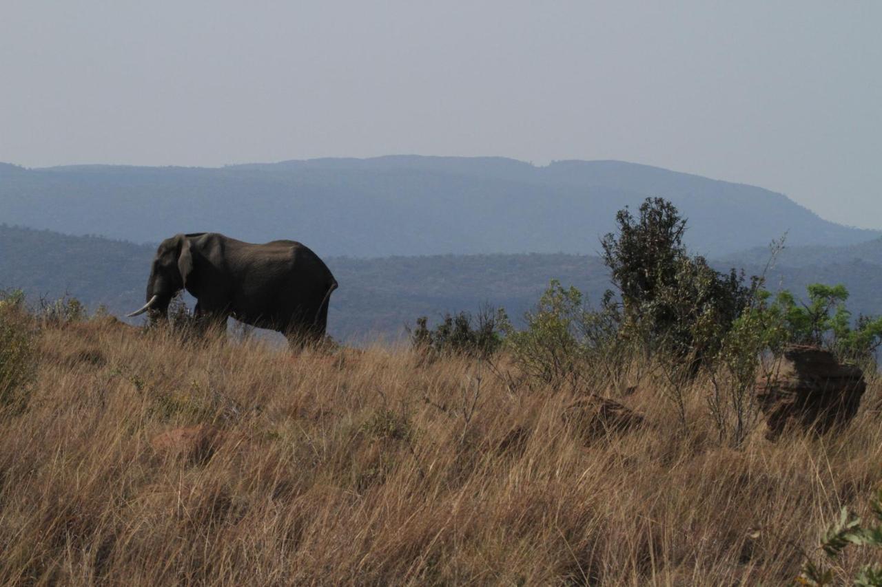 Inzalo Safari Lodge Réserve animalière Welgevonden Extérieur photo